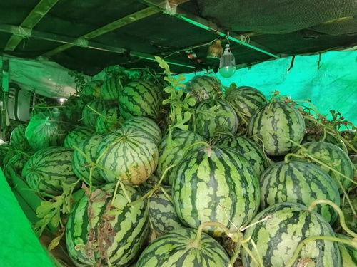 免费无偿吃瓜,无拘无束的吃瓜盛宴